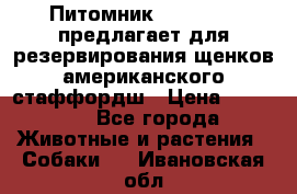 Питомник KURAT GRAD предлагает для резервирования щенков американского стаффордш › Цена ­ 25 000 - Все города Животные и растения » Собаки   . Ивановская обл.